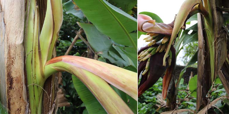 Hướng Dẫn Cách Cho Gà Ăn Thân Cây Chuối An Toàn Hiệu Quả