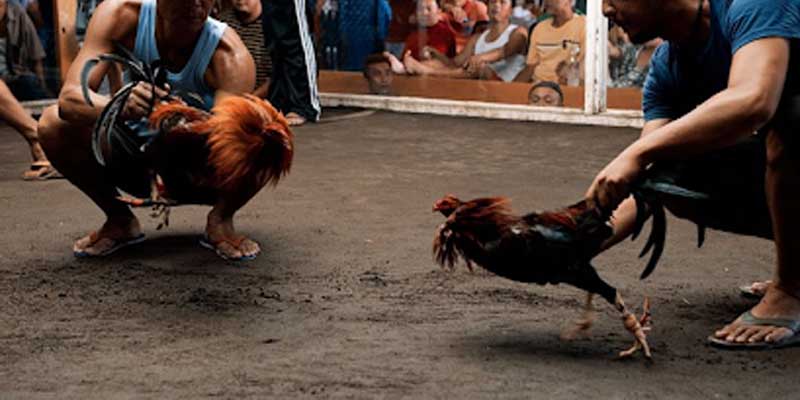 Cách Ghép Gà Trống Mái - Sản Sinh Nhiều Giống Gà Cực Đẹp