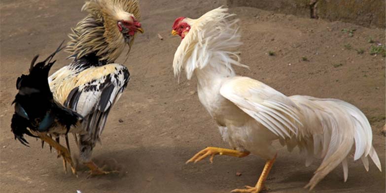 Quy Trình Về Cách Khắc Phục Gà Đá Thất Thường Cho Kê Thủ