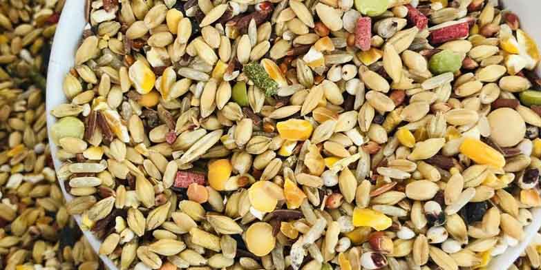 Ngũ Cốc Đá Gà - Quy Trình Chăm Sóc Dinh Dưỡng Cho Gà